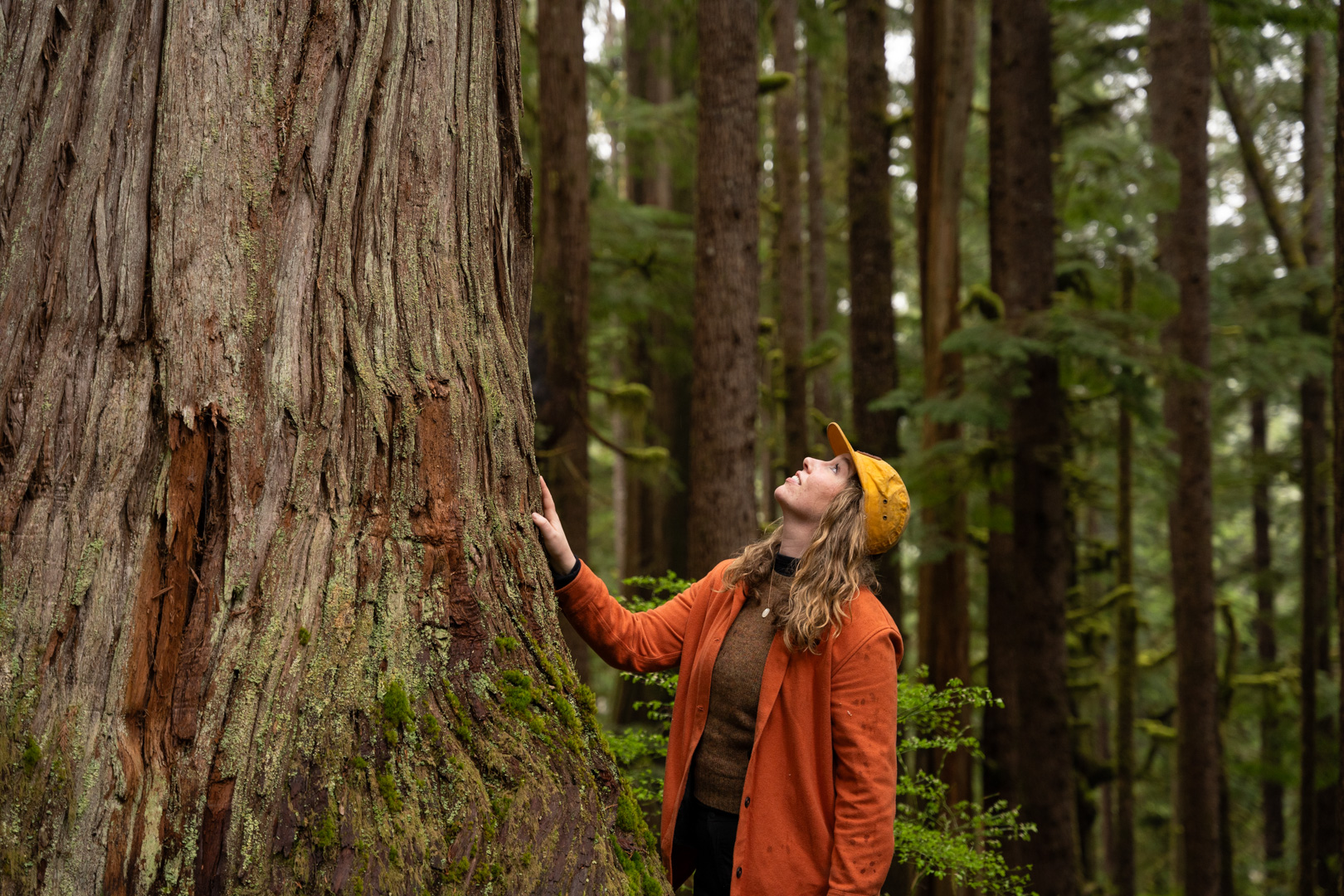 Sierra Club BC: New map of at-risk old-growth forests in BC is a first step towards solutions