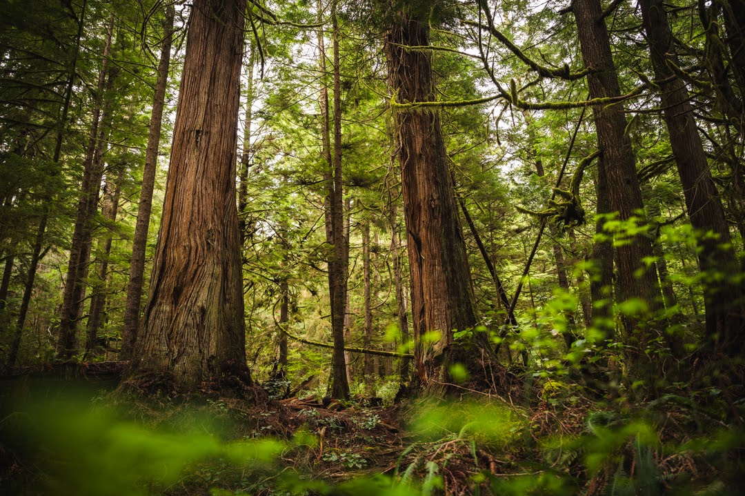 Coastal Rainforest Matching Game