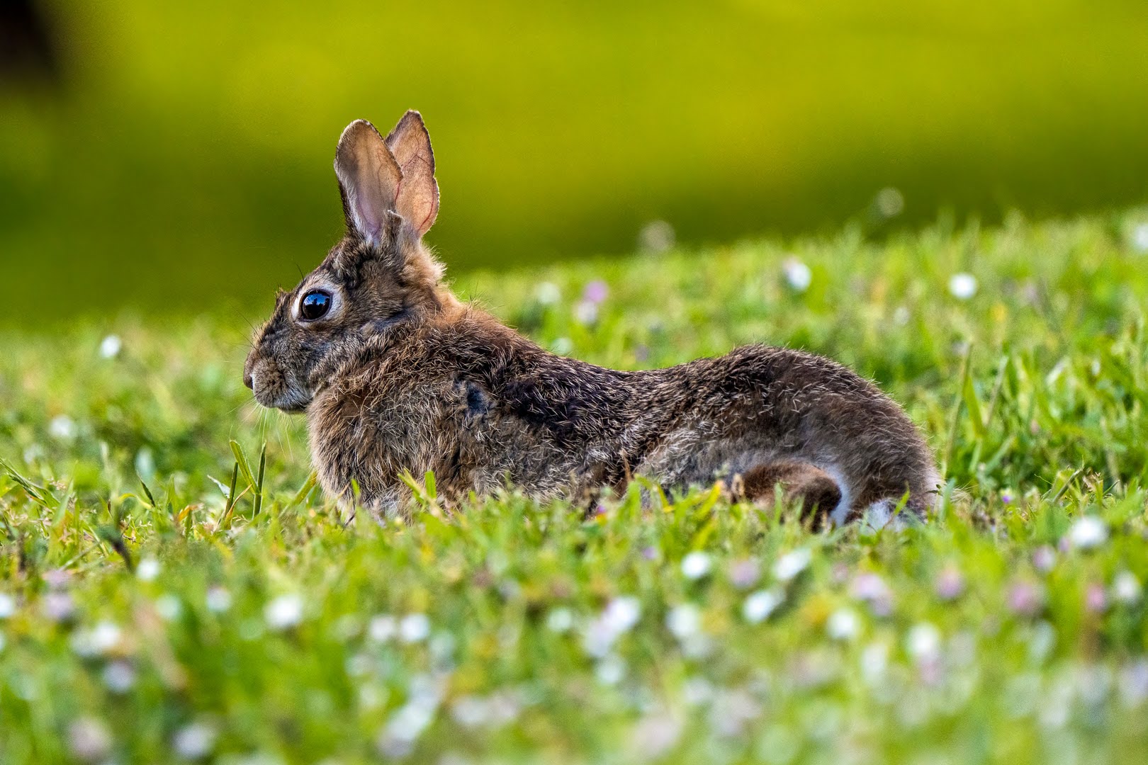 Signs of Spring: 5 senses and dance activity