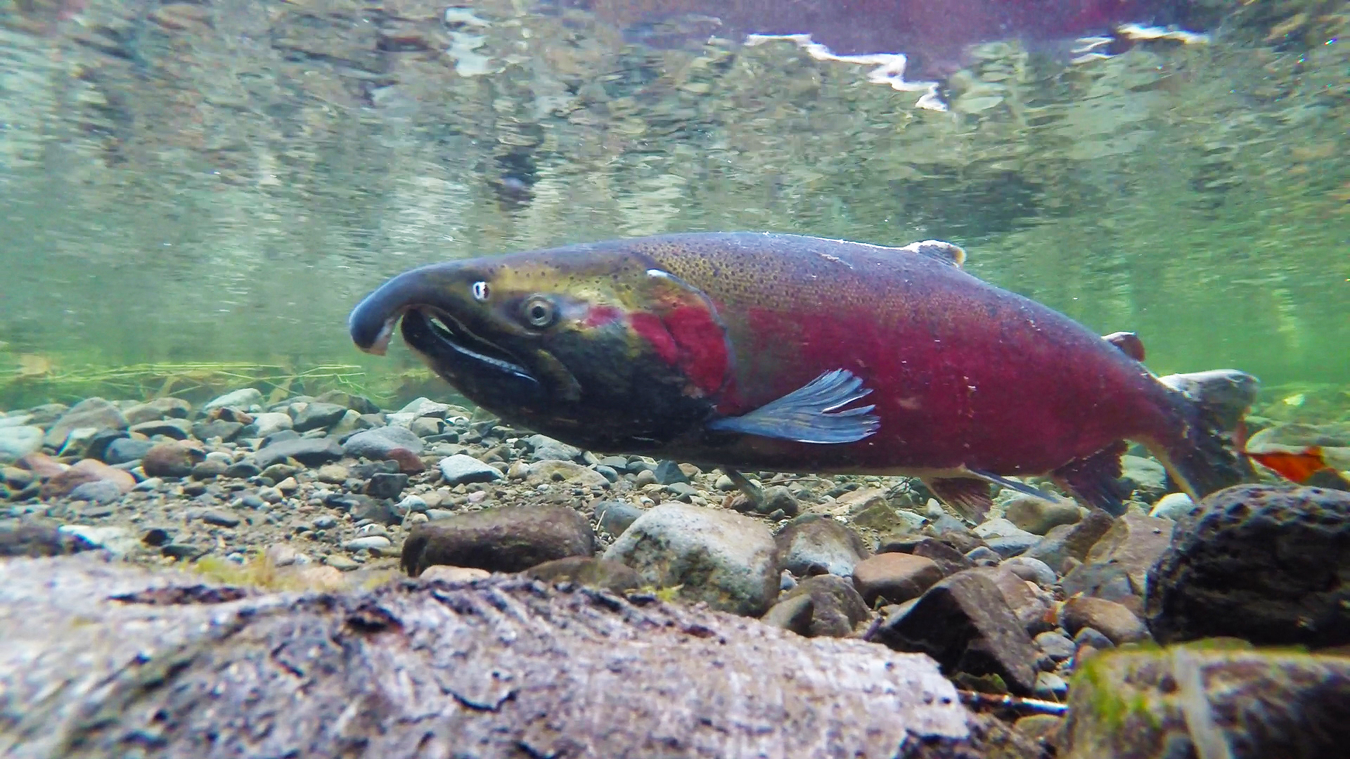 Salmon Lifecycle Cut Out Activity for Kids