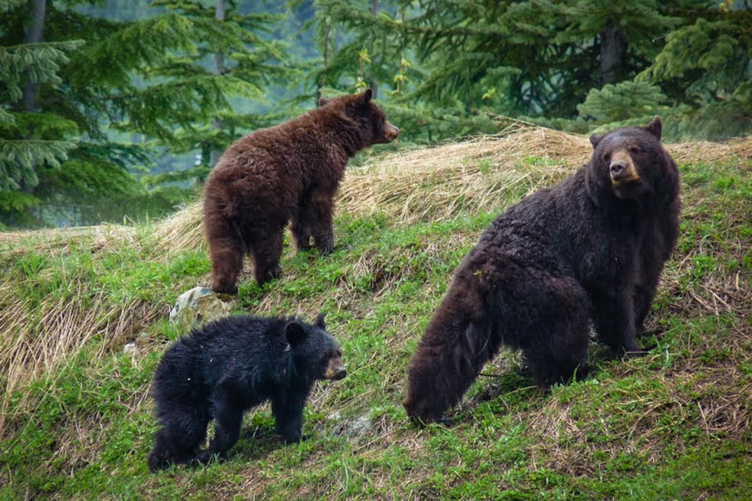 Learn to Draw: Black bears