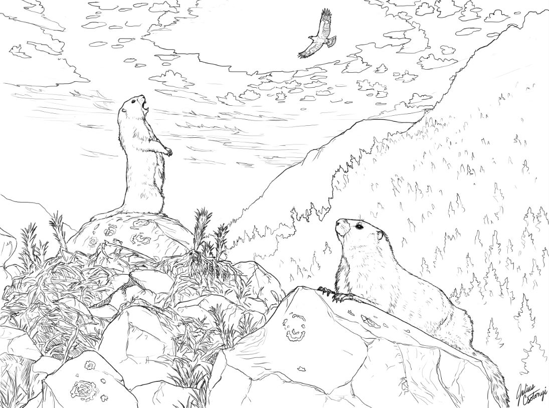 Learn to Draw B.C. Wildlife: Vancouver Island Marmot