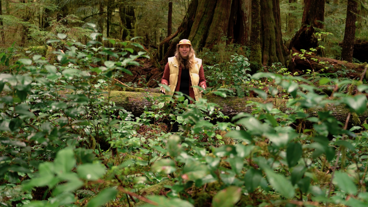 Video: Why old-growth forests are NOT a renewable resource