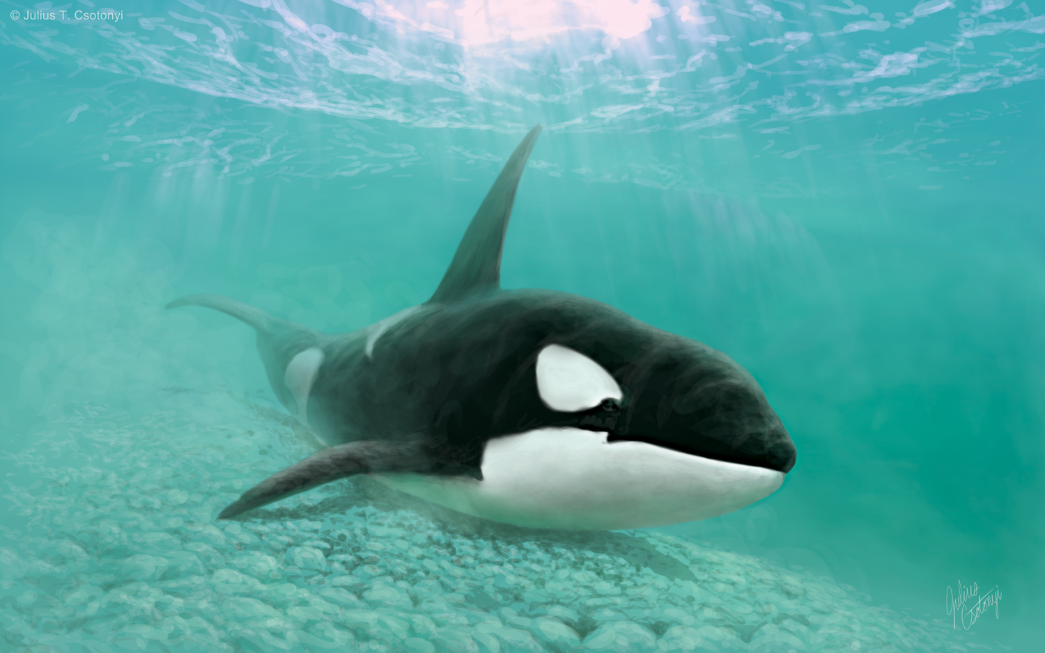 Learn to Draw B.C. Wildlife: Orca