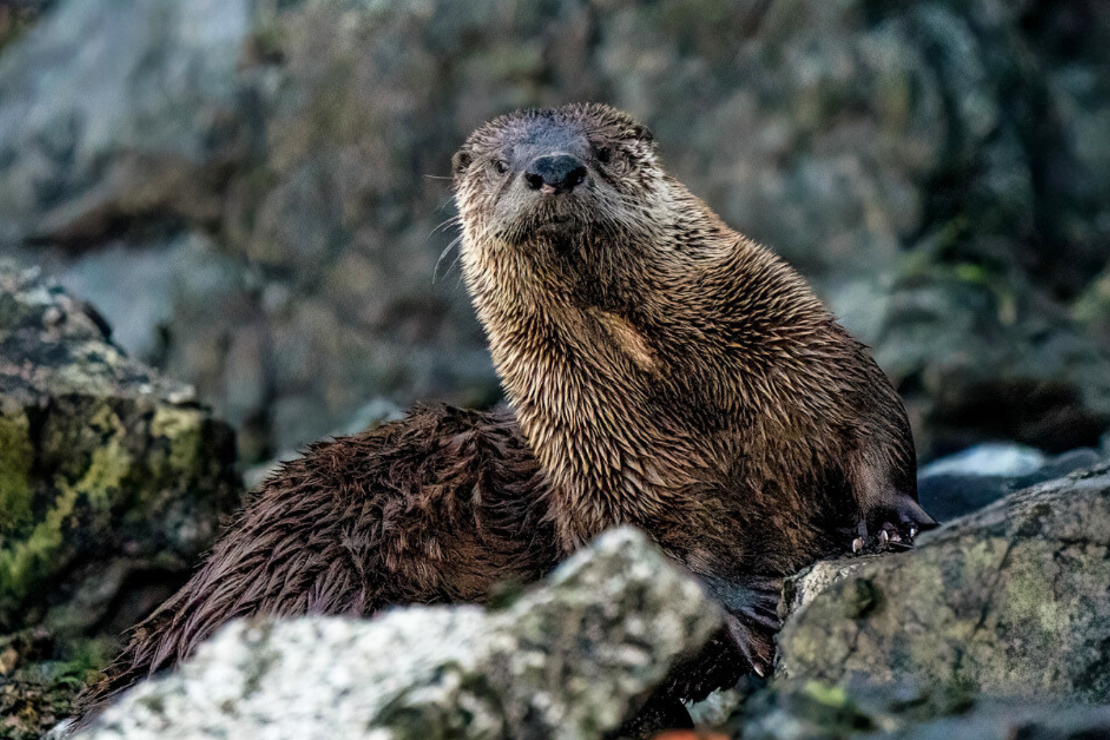 River Otter