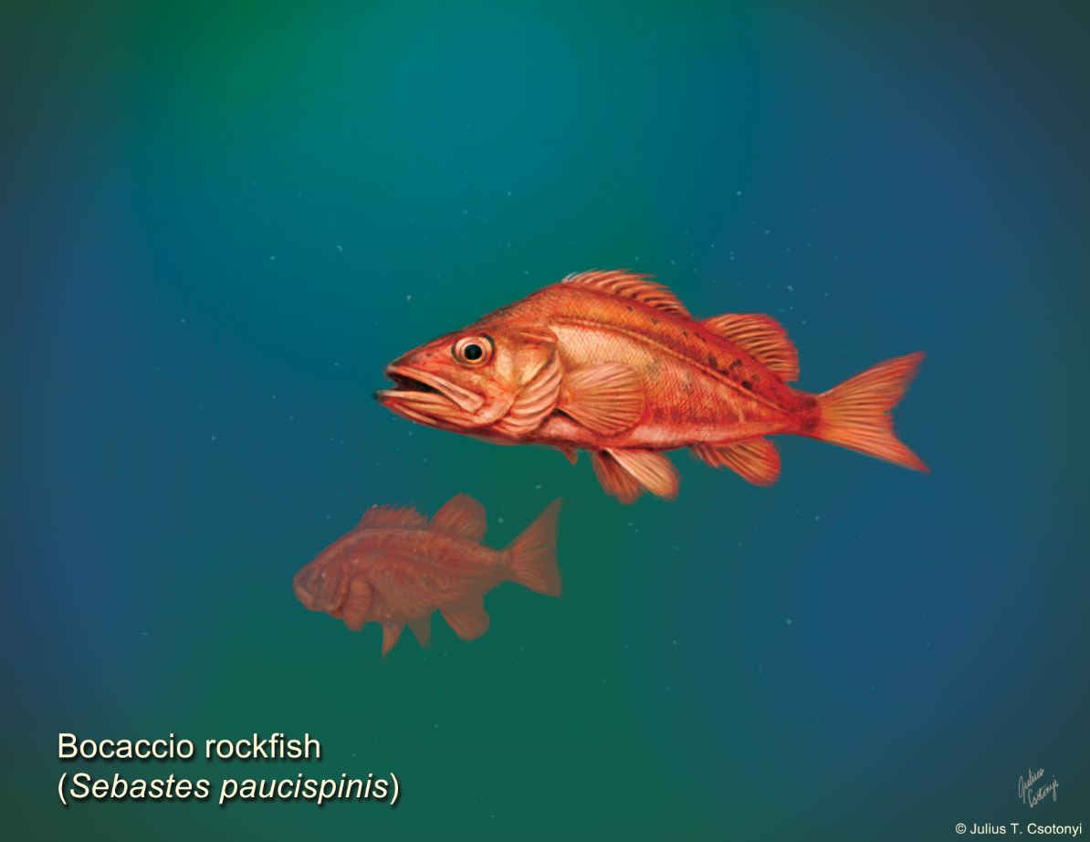Learn to Draw B.C. Wildlife: Bocaccio Rockfish