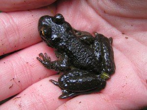 Tailed Frog