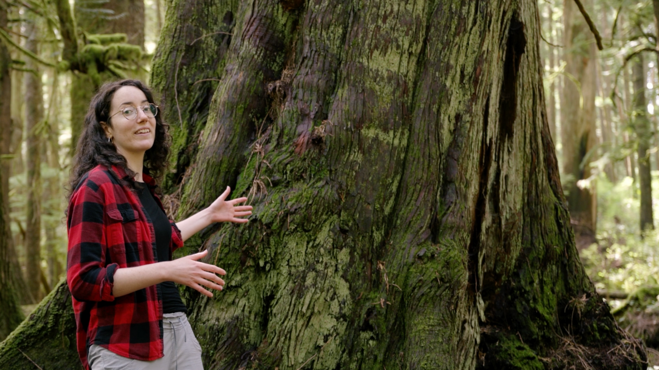 Video: What is an old-growth forest?