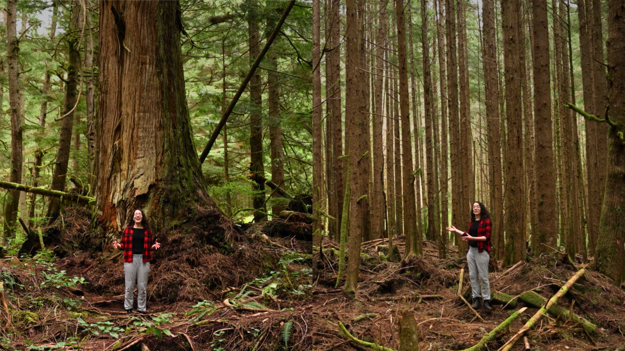 Video: What’s the difference between young and old forests?