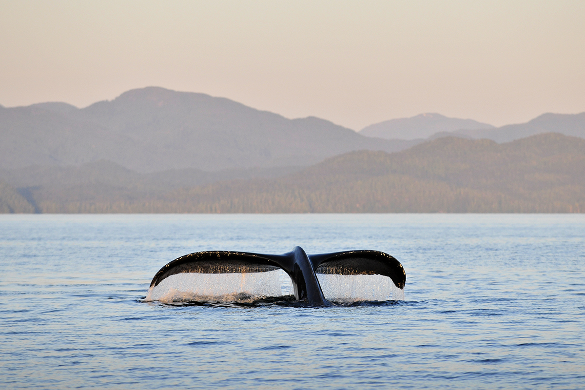 In the news: Environmental advocates applaud Saanich initiative to protect BC’s coastline