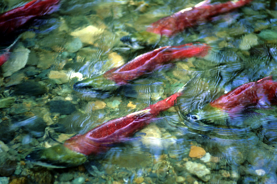Pacific Salmon