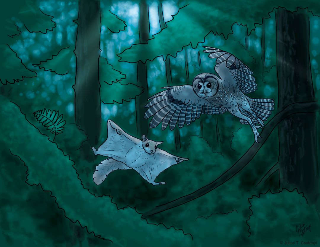 Learn to Draw B.C. Wildlife: Spotted Owls