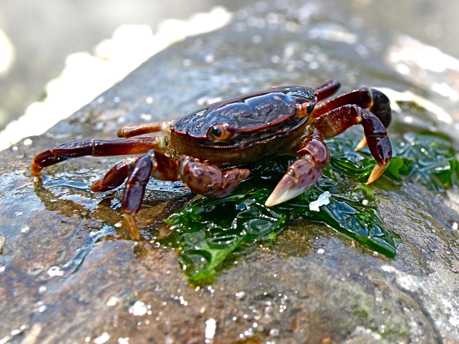Crab