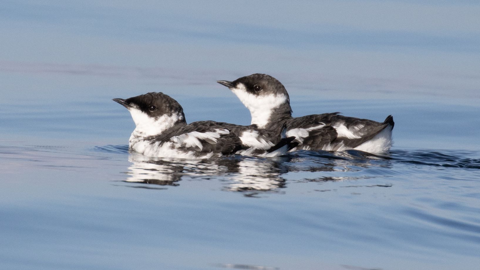 Endangered seabird found in old-growth forest slated for logging near Fairy Creek/Ada’itsx