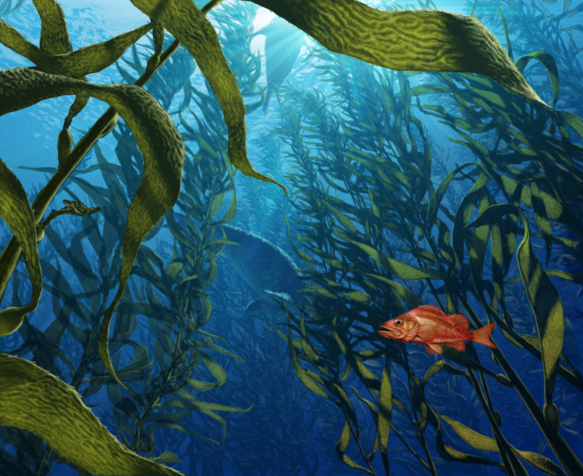Learn to Draw – Kelp Forests