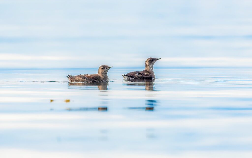 Marbled Murrelet
