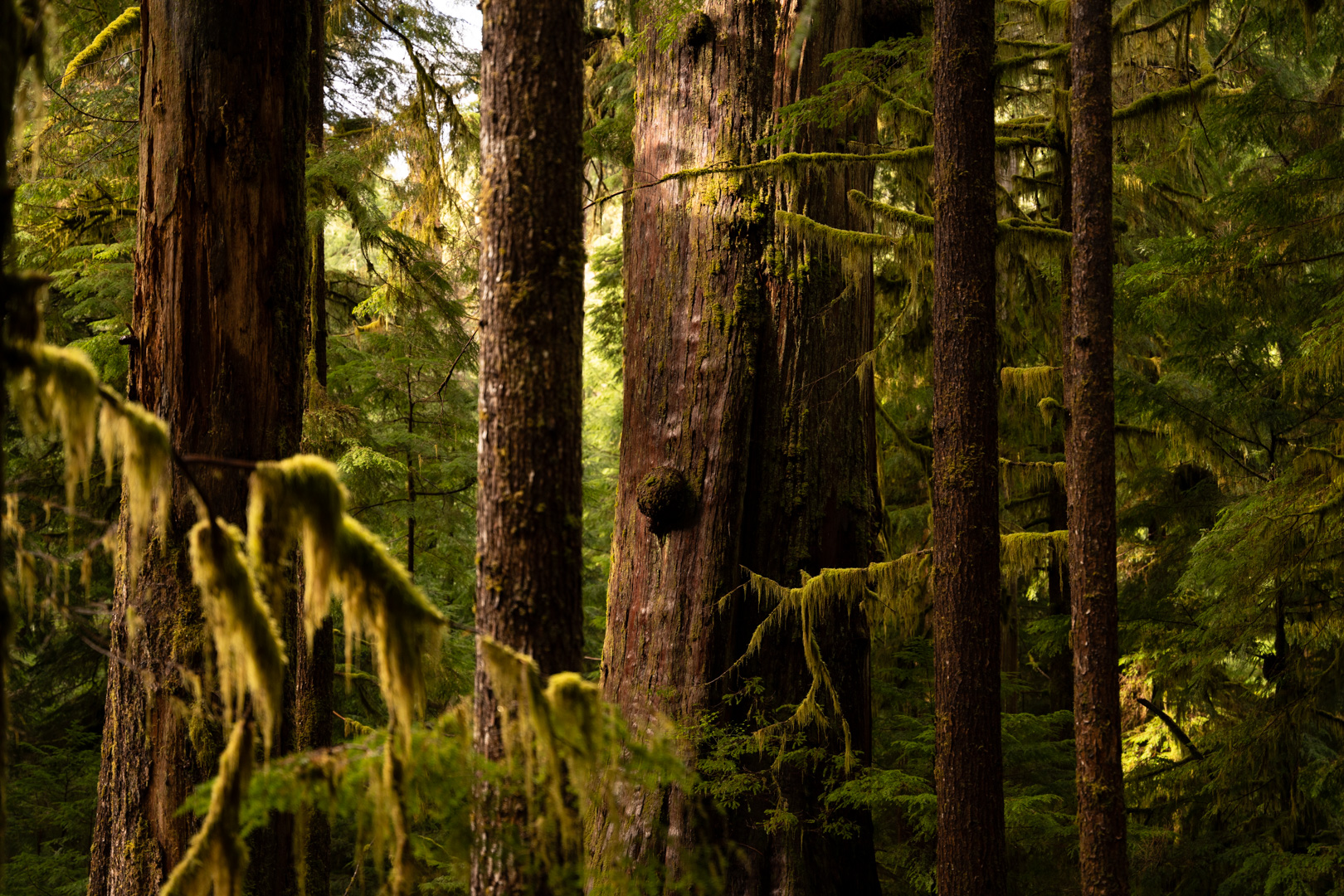 Protecting old-growth forests in BC would generate billion-dollar benefits for society