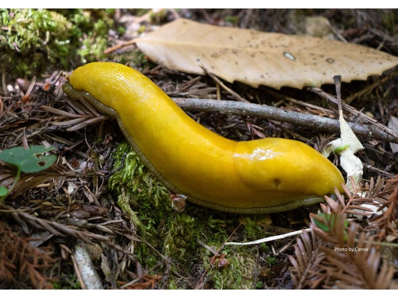 Banana Slug