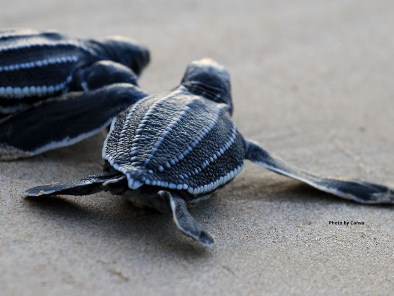 Leatherback Turtle