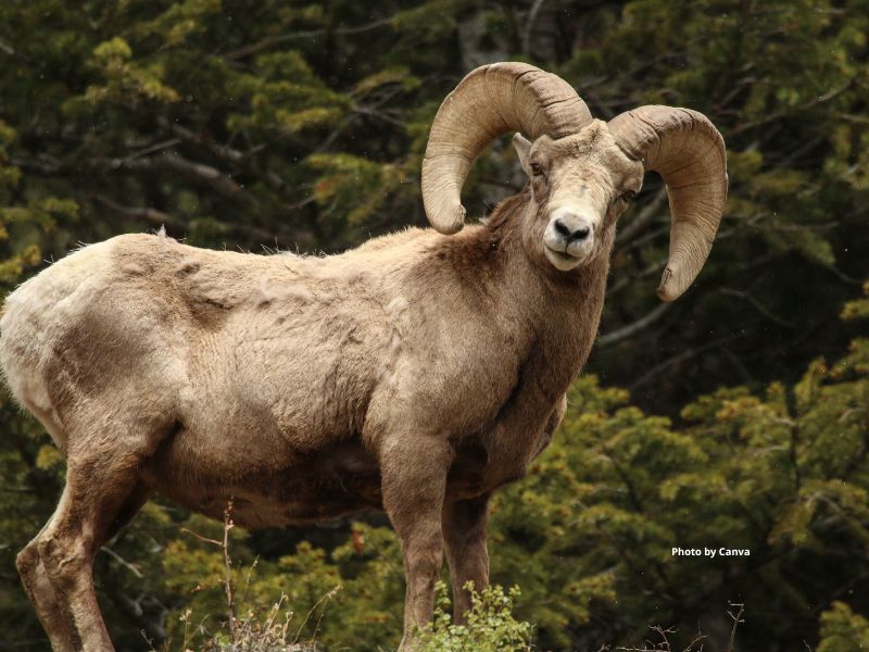 Bighorn Sheep