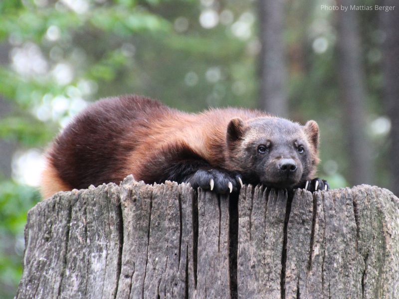 Learn to Draw: Wolverines