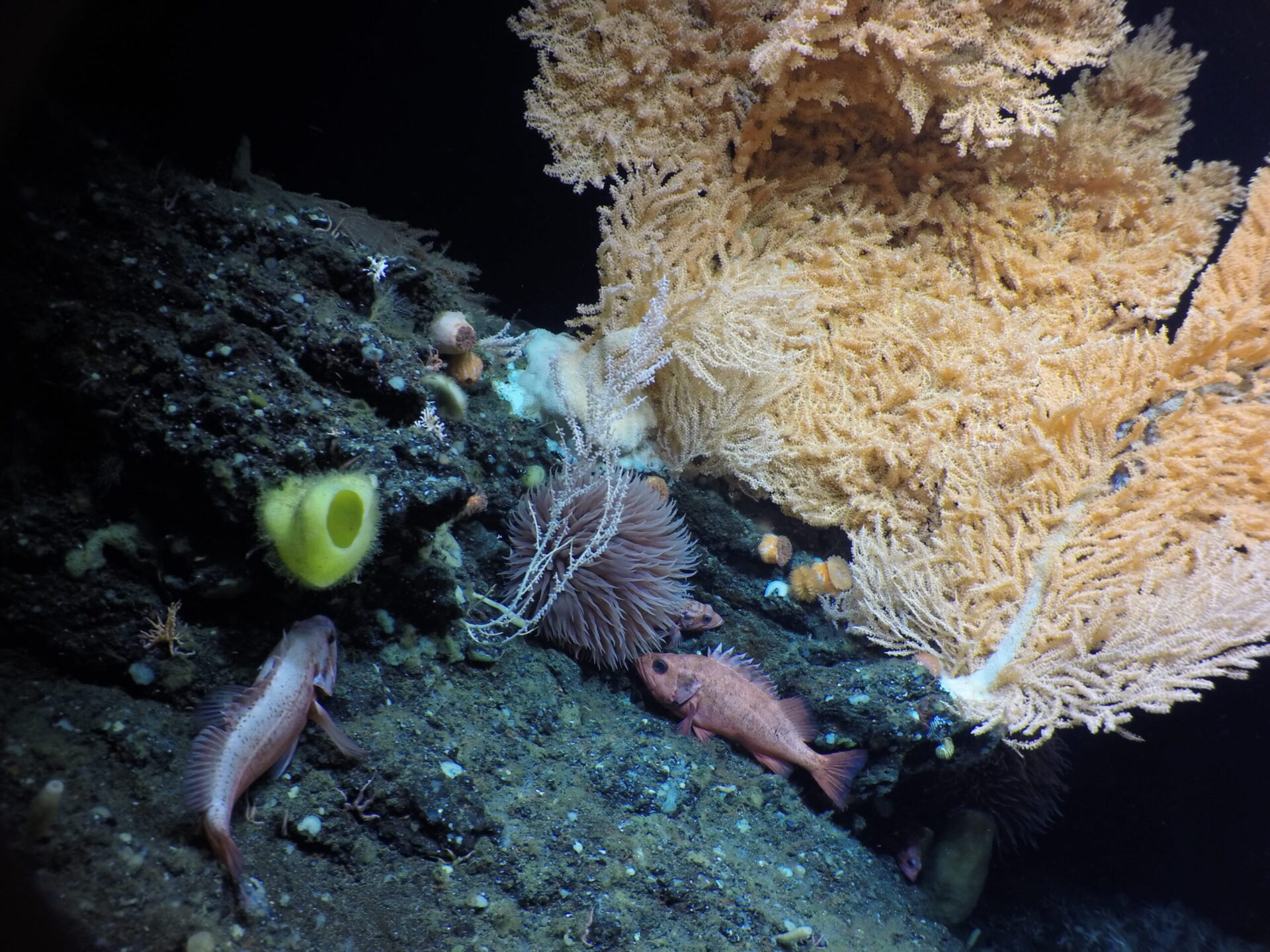Learn to Draw: Deep Ocean Ecosystems