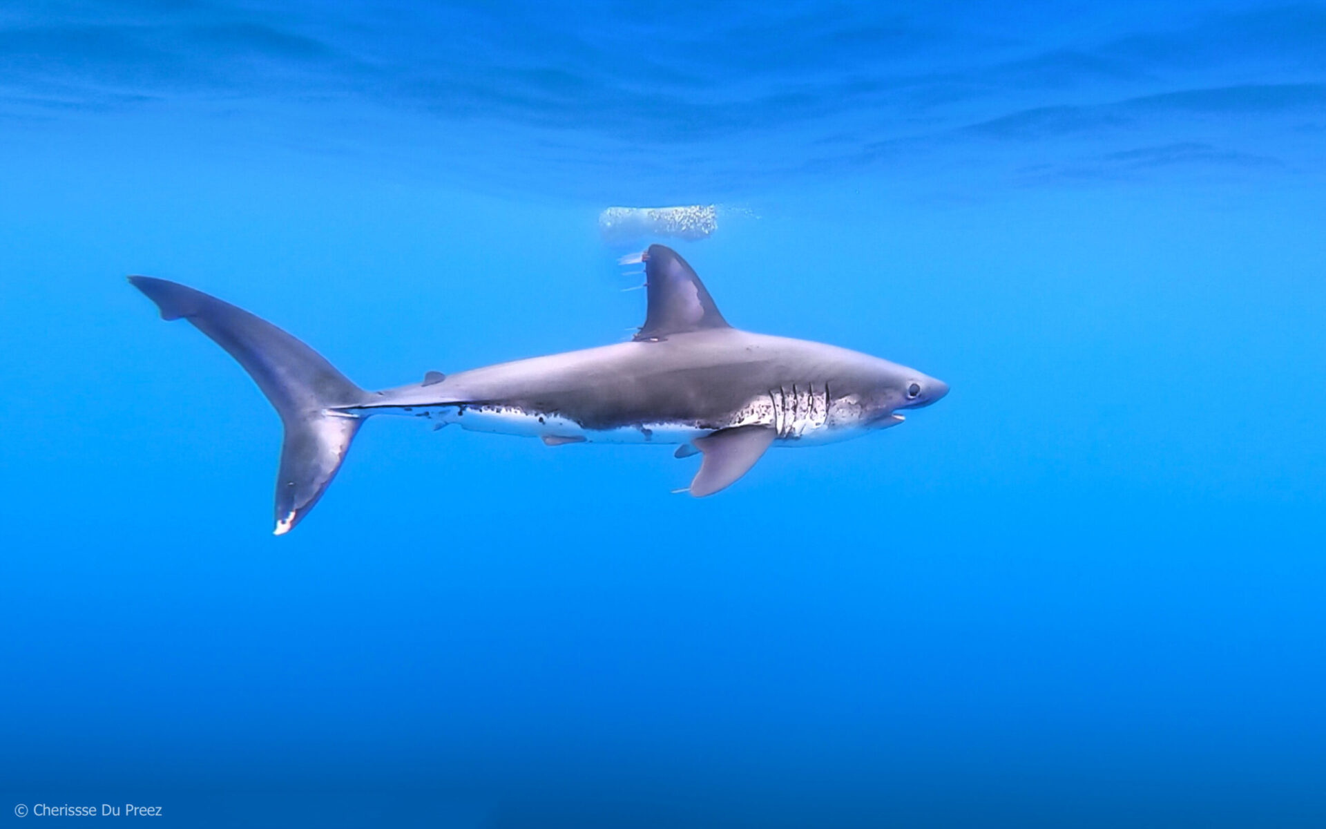 Learn to Draw: Salmon Sharks