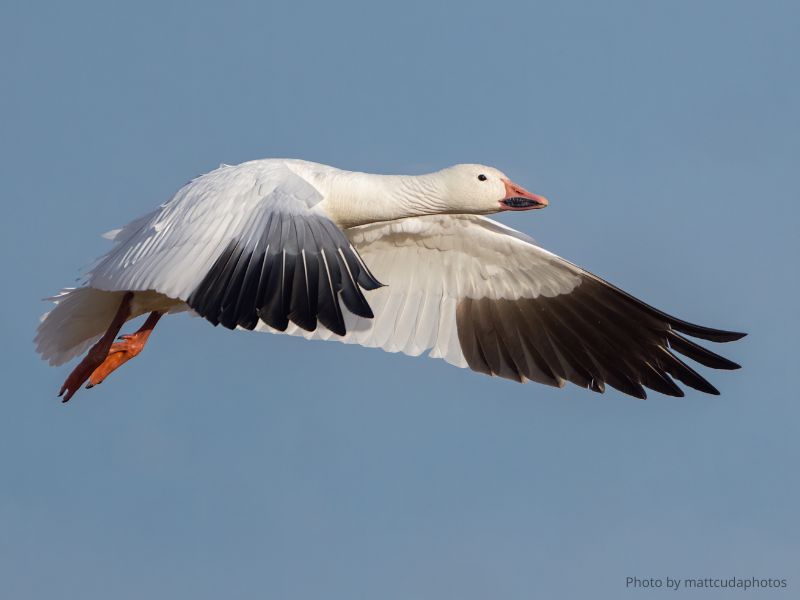 Learn to Draw Migratory Birds: The Snow Goose