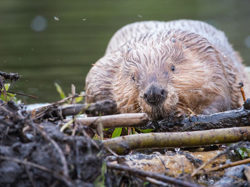 Learn to Draw: Beavers