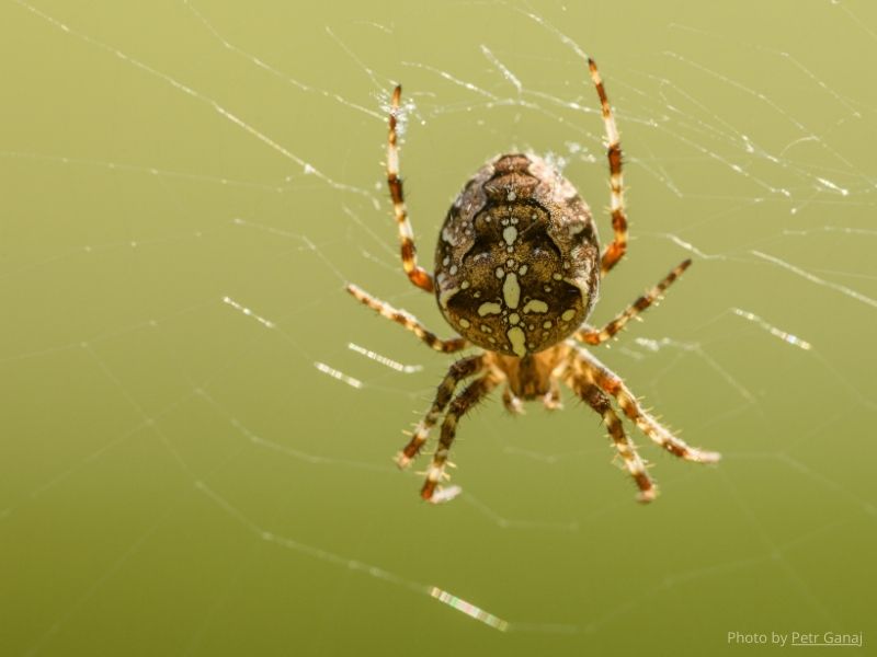 Learn to Draw: Orb Weaving Spiders