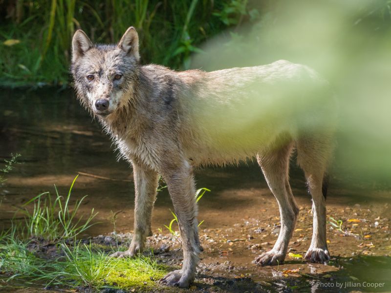 Learn to Draw – Wolf