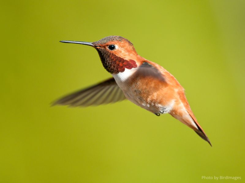 Learn to Draw: Hummingbird