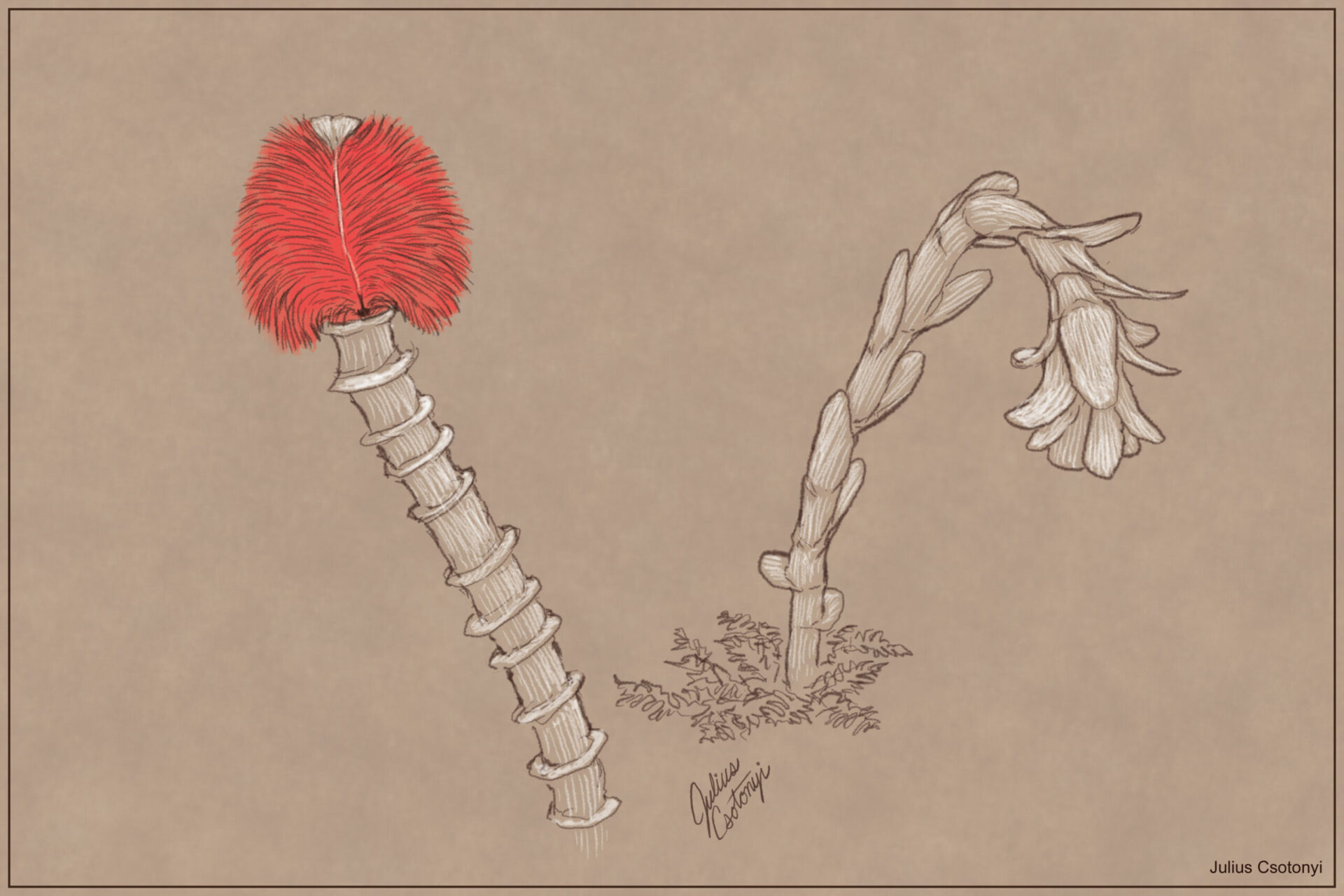 Learn to Draw: Mutualism – Ghost Pipes and Tube Worms