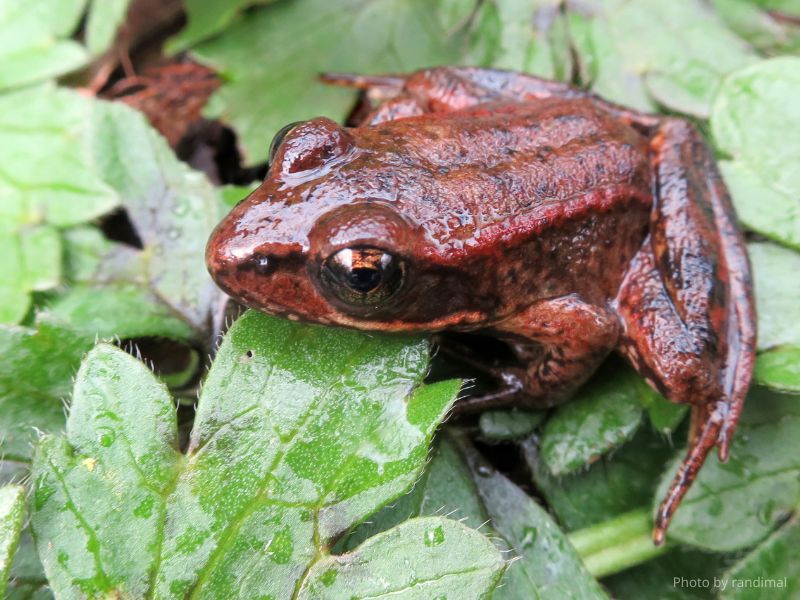 Learn to Draw: Frogs