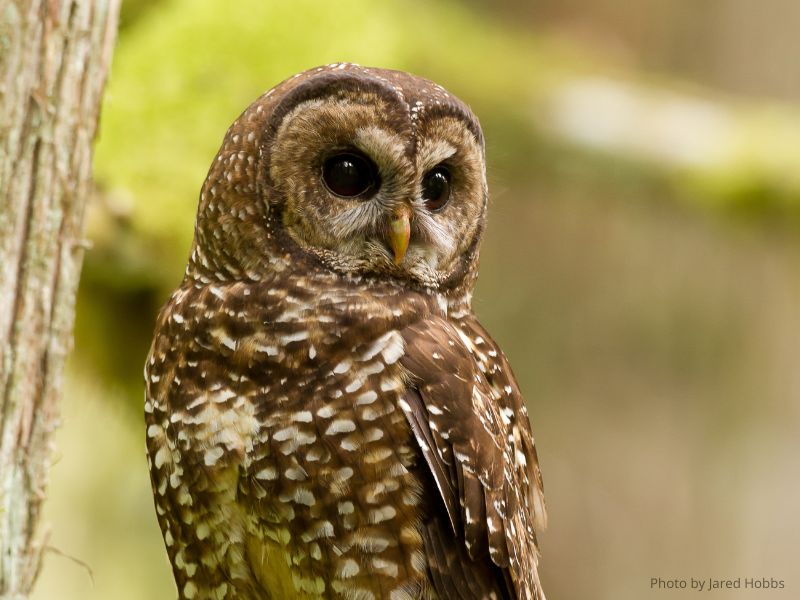 Webinar: Signs of Life, Hope in an era of extinction