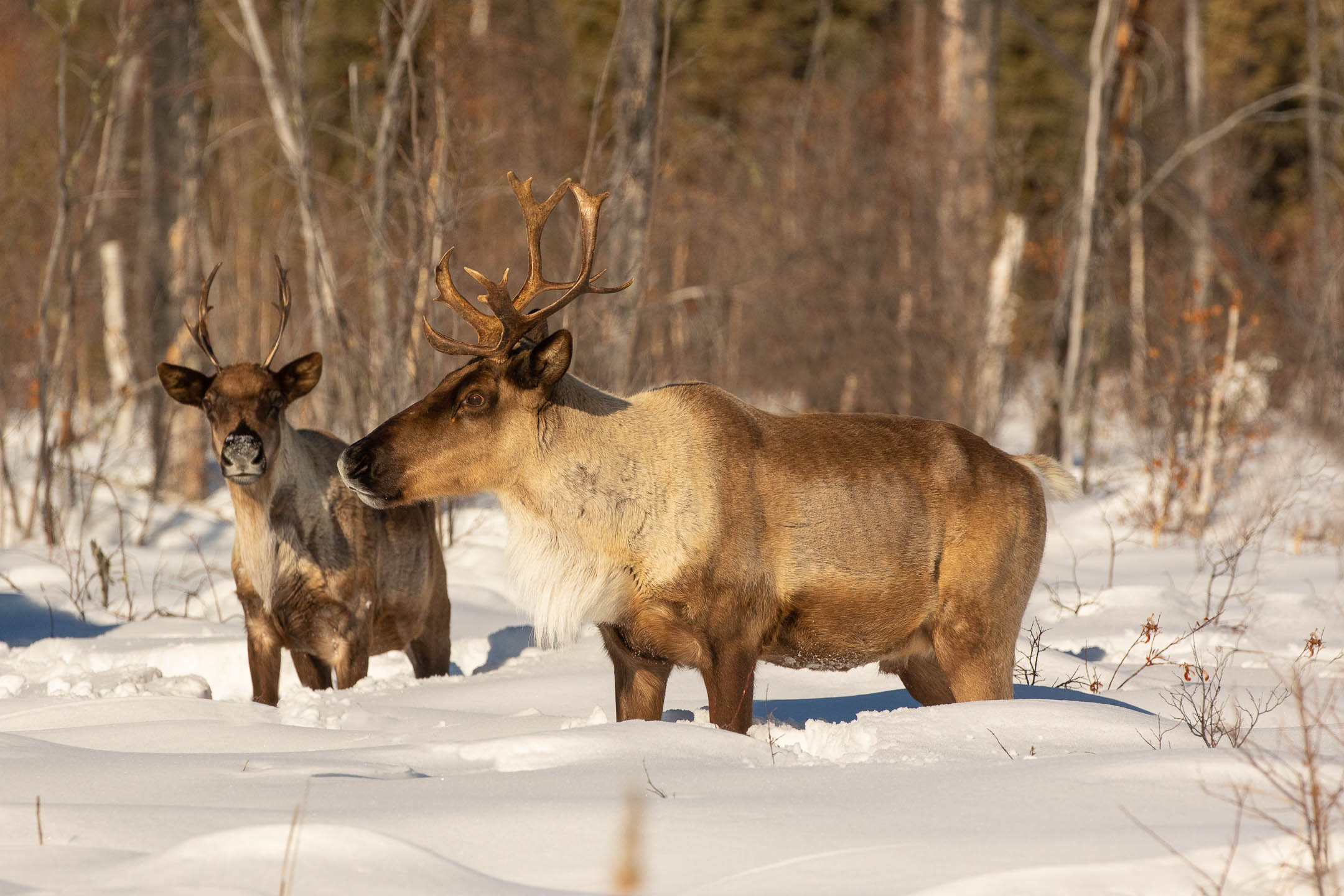 Woodland caribou