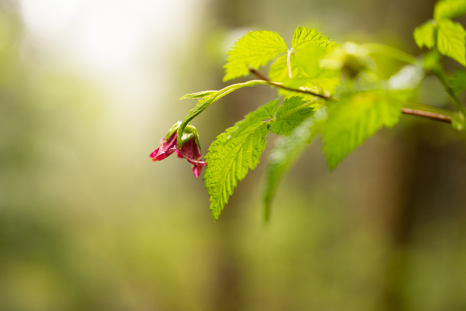 Make your own herbarium
