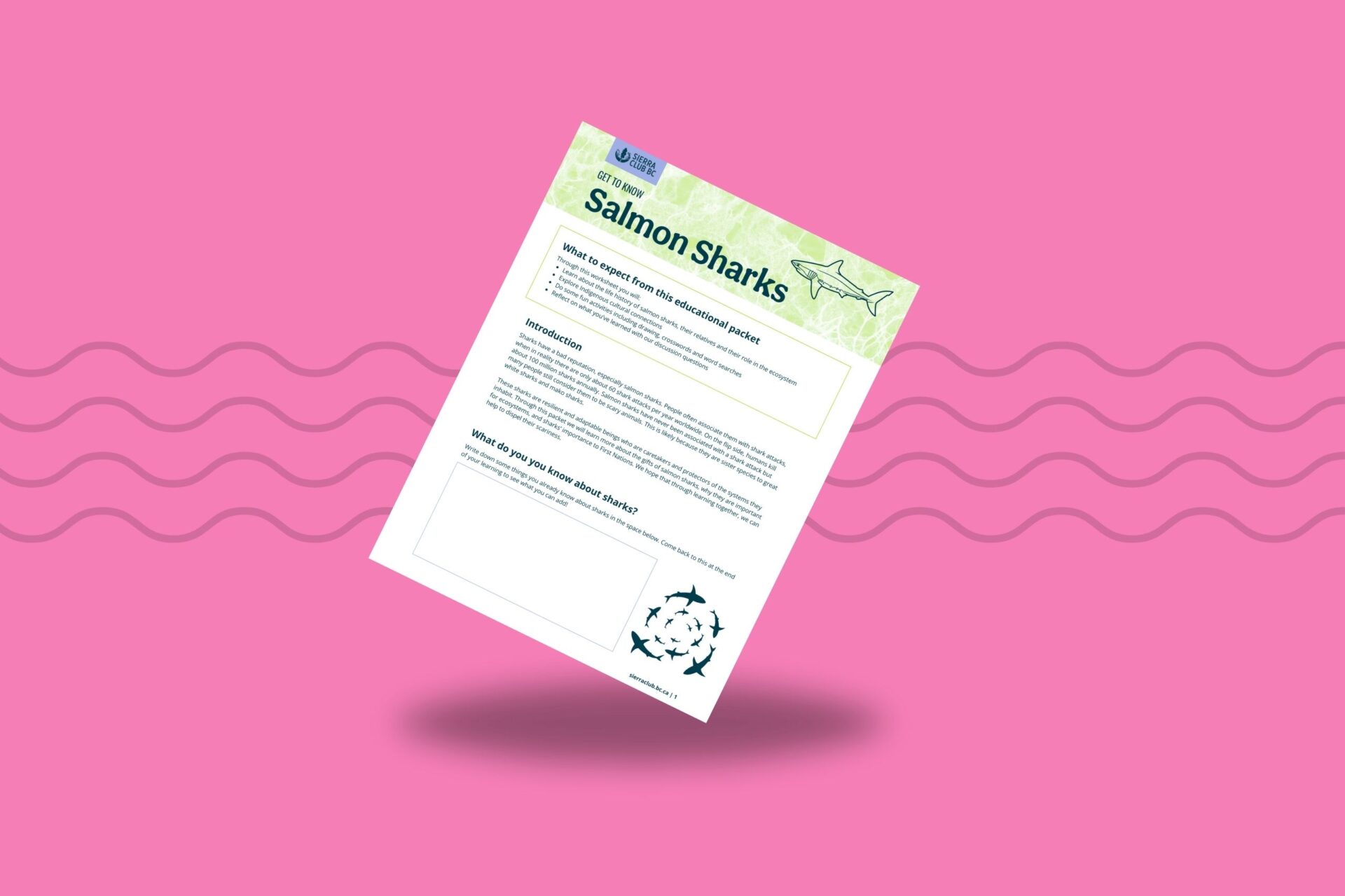 Educational Packet: Get to Know Salmon Sharks