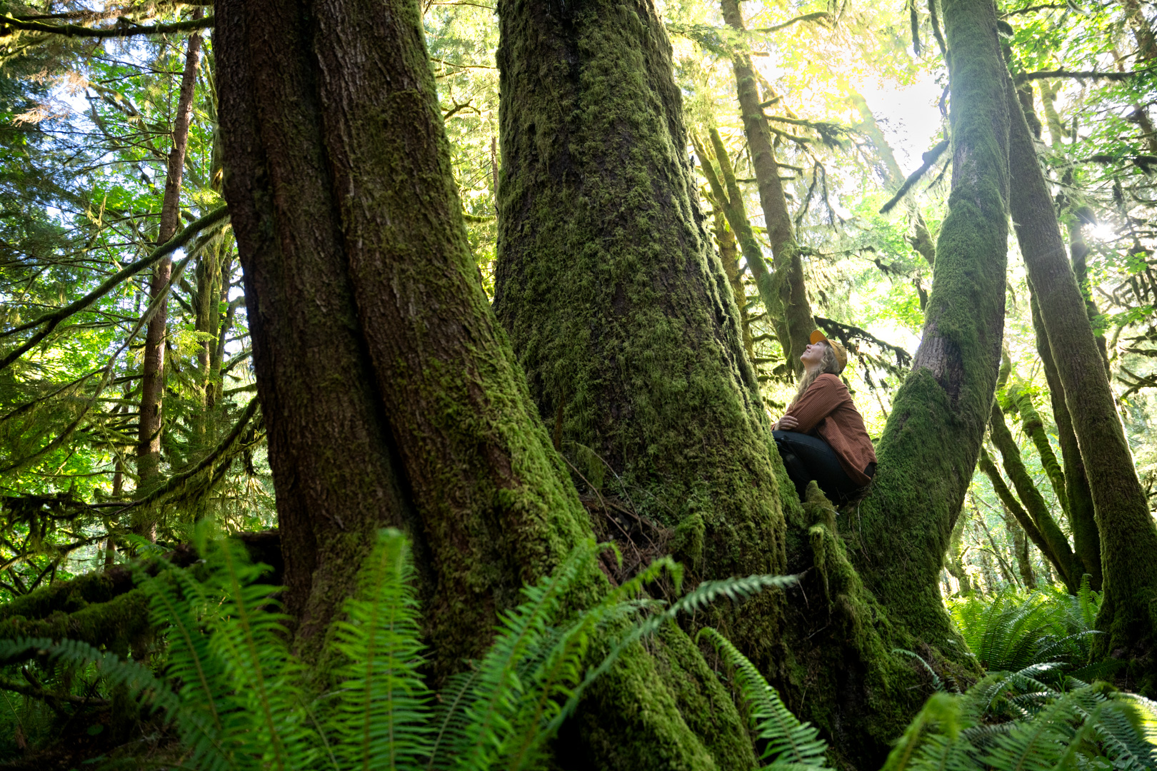 SCBC reaction to B.C.’s three-zone forest model announcement