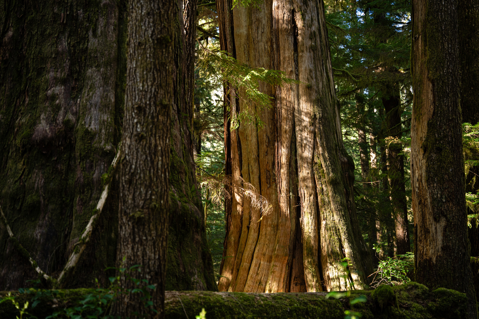 B.C. Old Growth Update needs short-term timelines for old-growth protection and forestry reforms