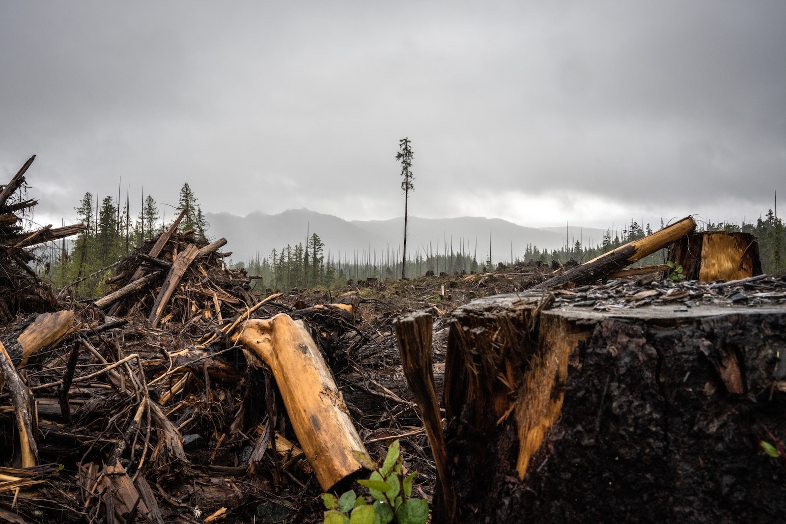 New report: What the government isn’t saying about forests in Canada