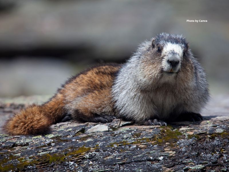 Hoary Marmot