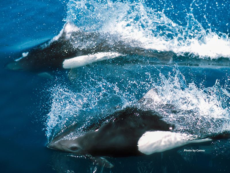 Dall's Porpoise