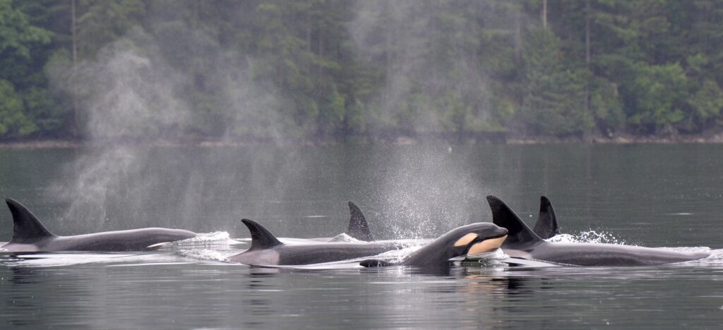 Orca