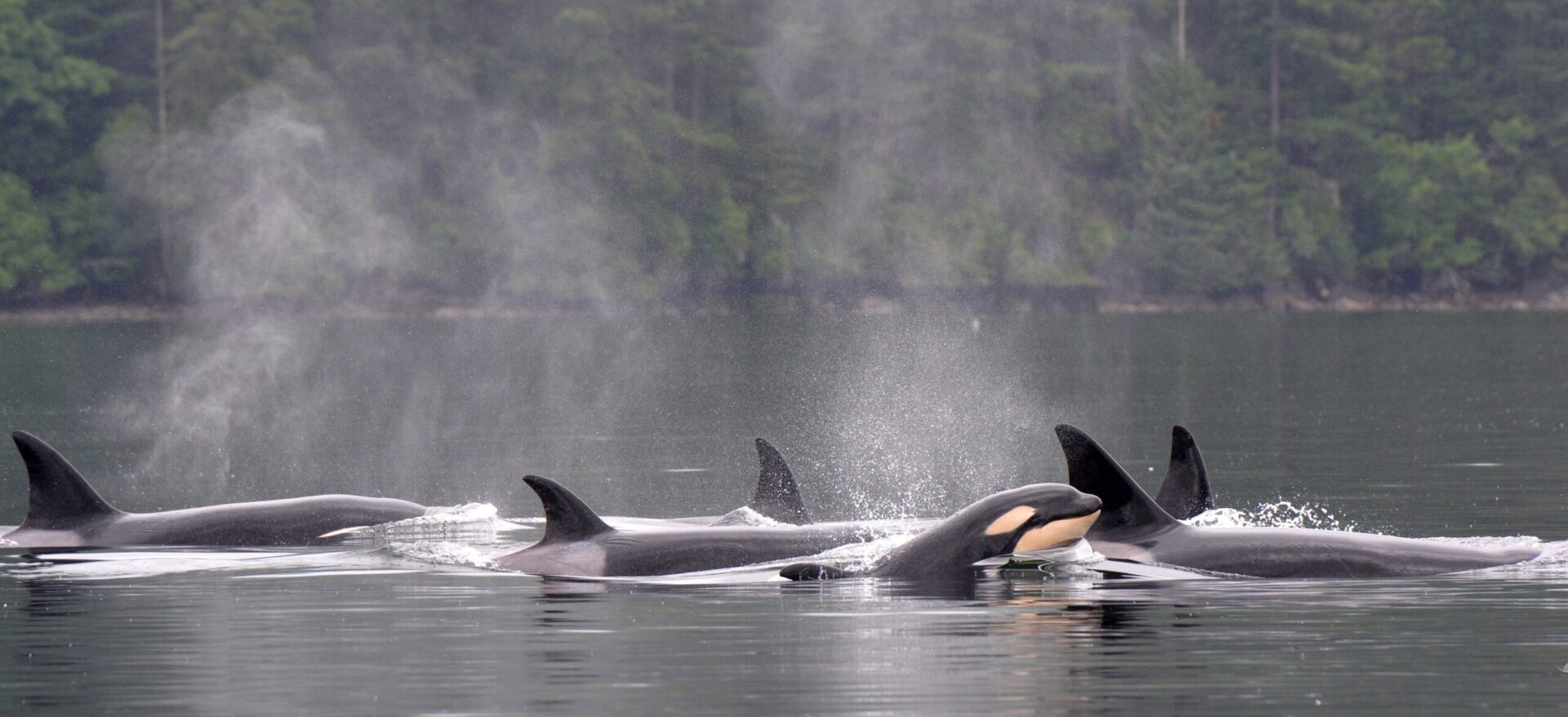 Orca
