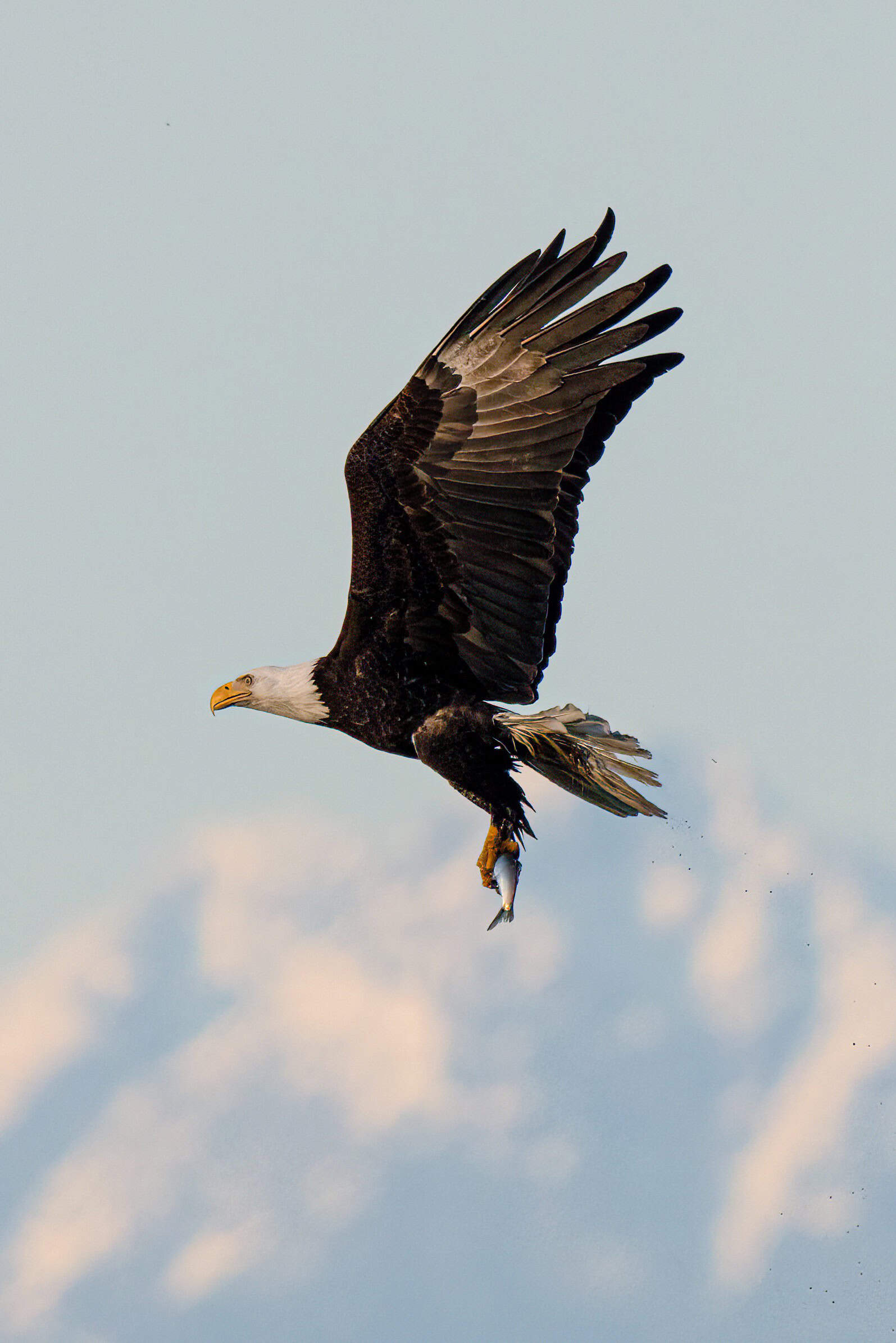 Bald Eagle