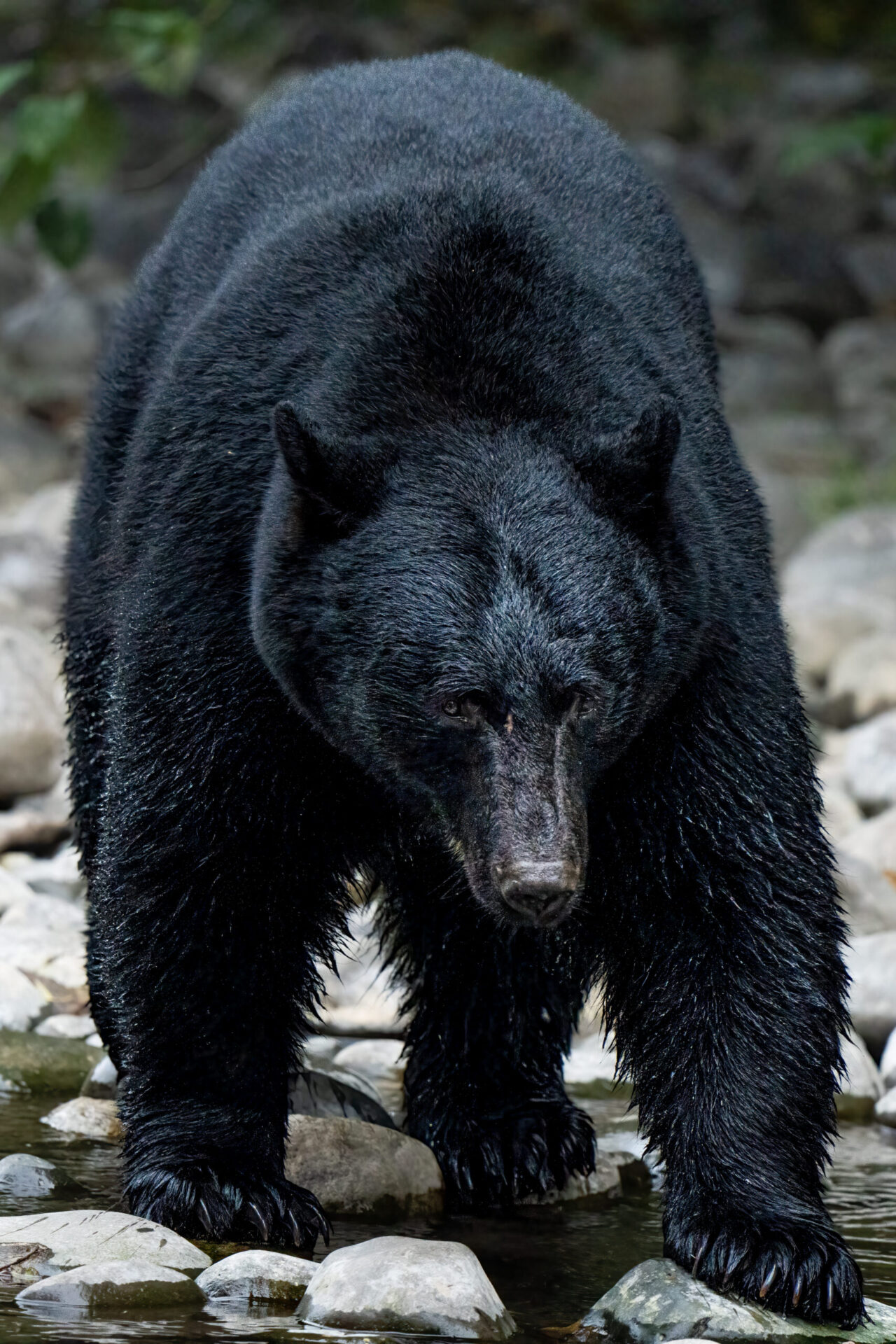 Black Bear