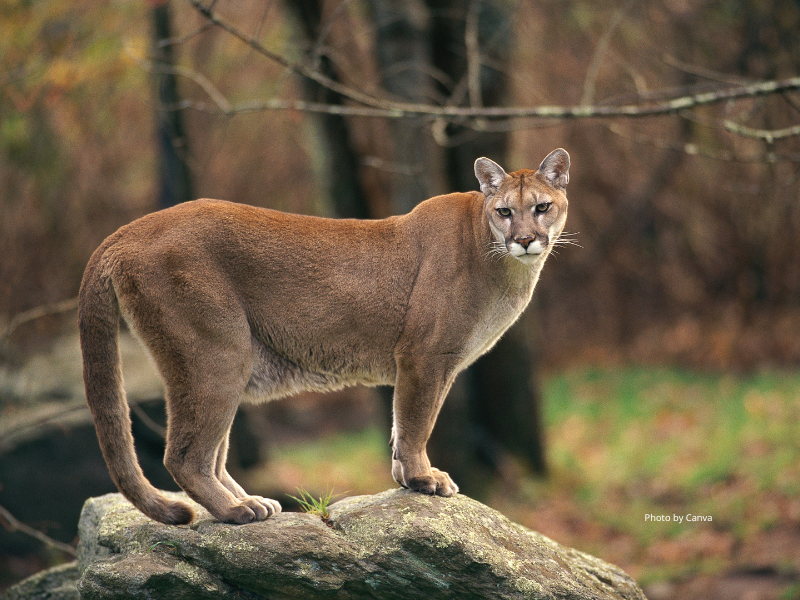 Cougar