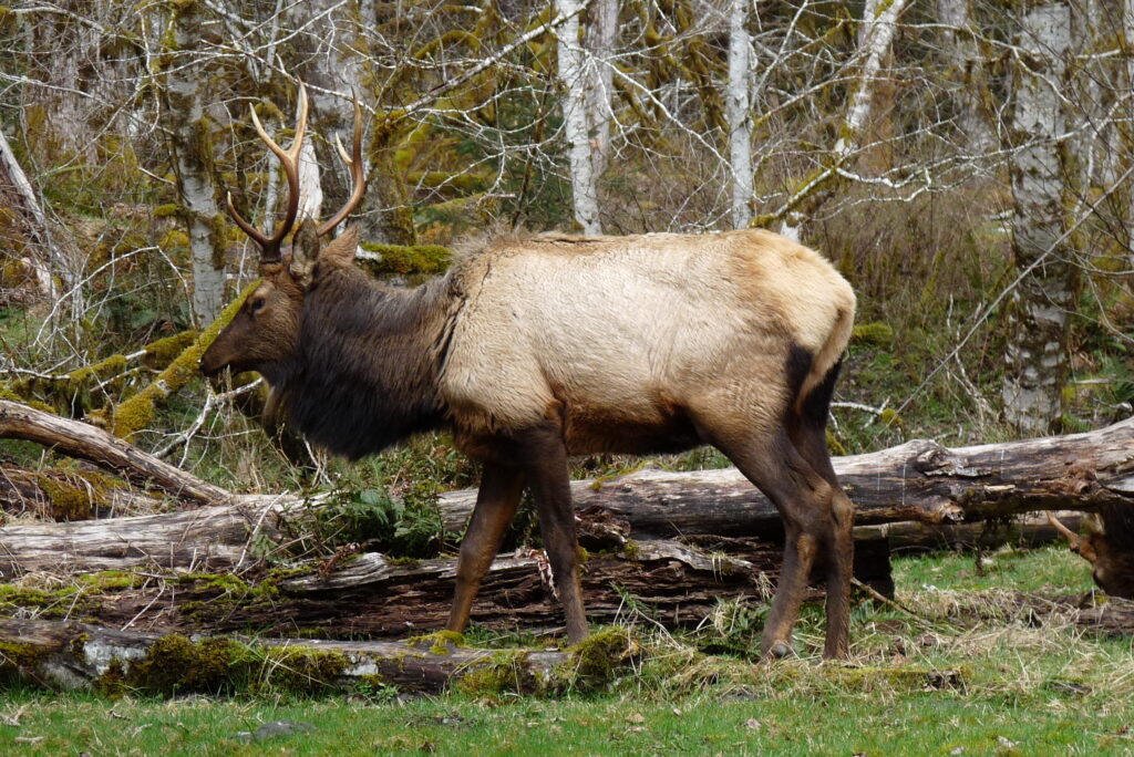 Elk