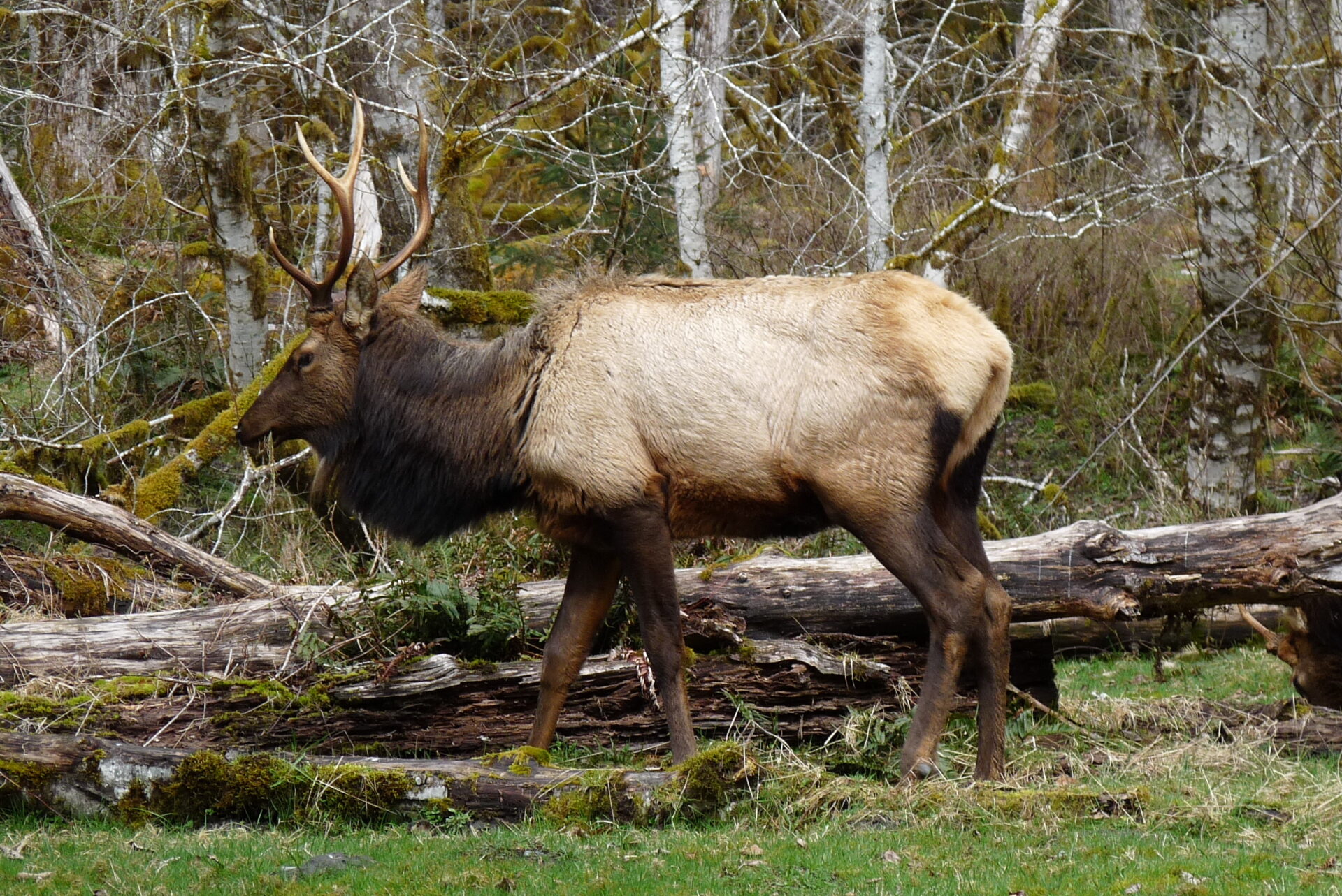 Elk